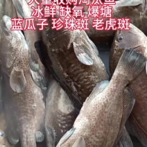 深海鲜活速冻蓝瓜子石斑鱼