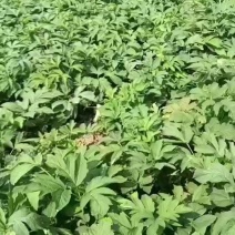 四川甘洛鲜独活产地一手货源量大价优保质保量欢迎随时联系