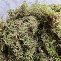 贵州大灰苔藓产地直发品质保证量大从优一手货源欢迎
