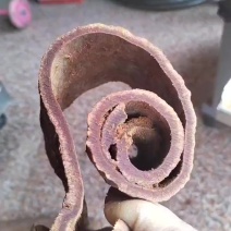 紫油桂
