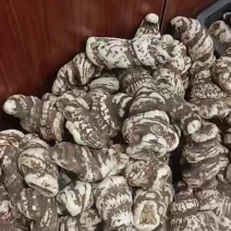 产地直发重楼价格美丽长期供货各种规格大货详谈