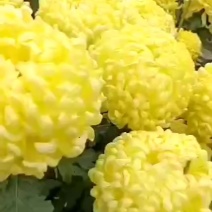 冰心糖菊