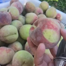 云南大理弥渡县高山冬桃大量上市欢迎老板现场看货，保证质量
