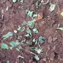 珍珠油杏苗