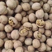 新二薄皮核桃一手货源全国发货量大价优欢迎随时联系