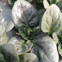 露天精品爬地菠菜