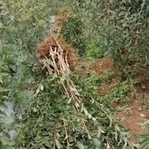 蜂糖李子苗