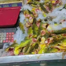 黄骨鱼