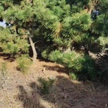 山东省威海市荣成市100亩黑松，大小都有，也有整形树冠。