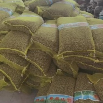 白玉山药豆中豆9000斤