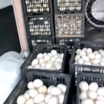 山东东营白壳大个鸭蛋，鹅蛋，微商，跑江湖，旅销