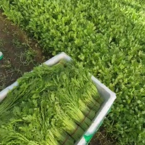 精品茼蒿产地直发量大从优质量保证欢迎咨询