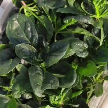 精品趴地菠菜质量保证量大从优质量保证欢迎咨询