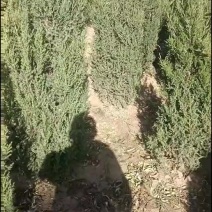 蜀筷