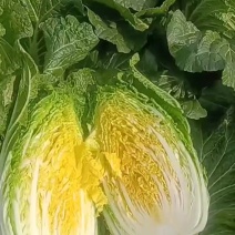 精品黄心大白菜大量上市