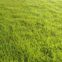 绿化草坪基地马尼拉