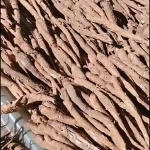 四川阿坝甜当归产地直送正品保障全网低价健康无忧