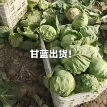 五十亩甘蓝菜上市