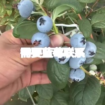 需要蓝莓老板联系我