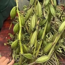 毛慈菇果夹