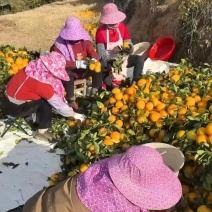 赣南脐橙