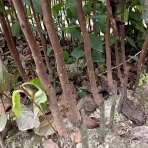太秋甜柿苗