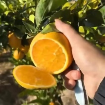 赣南脐橙