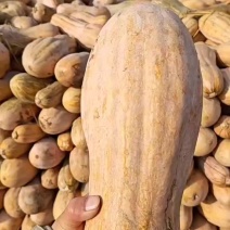 南瓜