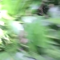 甘平橘