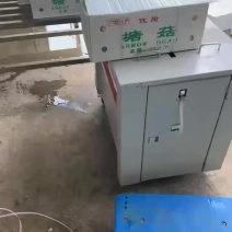 塘菇，机洗塘菇，出口塘菇