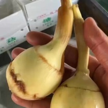 塘菇，出口塘菇