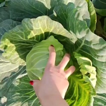 优质手感甘蓝