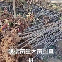 晚樱苗