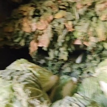 库尔勒地区大白菜