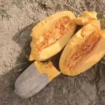 南瓜，秘本南瓜