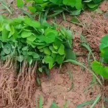 粉防己驯化苗，根须发大，成活率高，产量好