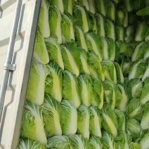 秦白2号白菜，鸡腿白菜
