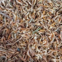 河虾干，小河虾