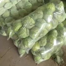 小甘蓝，食堂电商可以关注下