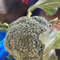 精品西兰花一，二级西兰花