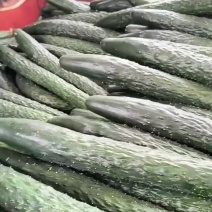 蜜刺黄瓜