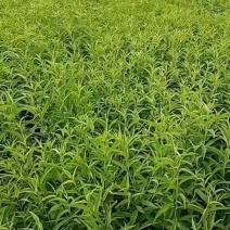 毛桃树苗毛桃苗桃桃实生苗