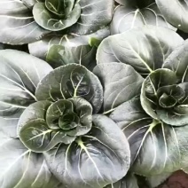 黑菜