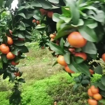 金秋砂糖橘