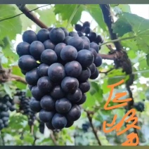 葡萄苗优质品种，成活率高，高产抗病