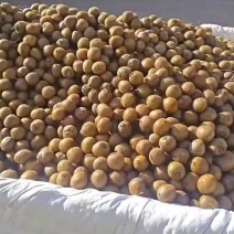 周至徐香猕猴桃，板车炸街产品，价格美丽，大量有货