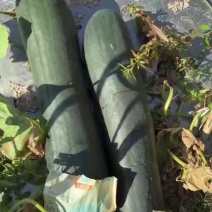 黑皮电动，产地直销，大量有货