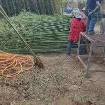 毛竹3公分