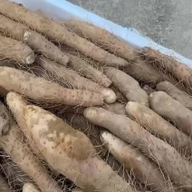 姜薯新鲜姜薯