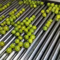 青甜小番茄寿光本地货源市场批发零售精品果